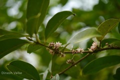 Chionanthus mala-elengi subsp. linocieroides